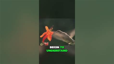 Pbs hummingbirdds magic in the air